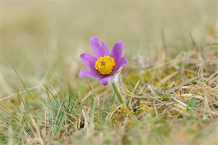 pulsatilla vulgaris - Bloom of a Pulsatilla (Pulsatilla vulgaris) in the grassland in early spring of Upper Palatinate, Bavaria, Germany, Europe. Stock Photo - Premium Royalty-Free, Code: 600-06570991