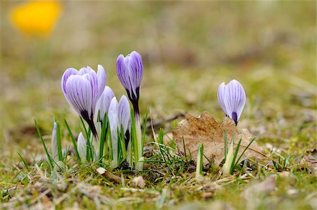 Crocus blossoms (Crocus vernus) in the grassland in early spring, Bavaria, Germany Stock Photo - Premium Royalty-Free, Code: 600-06571028