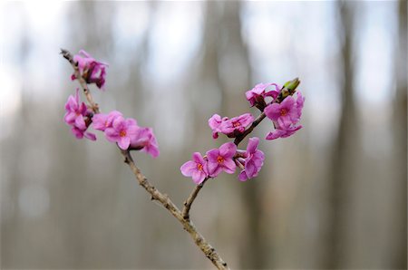 simsearch:600-06571153,k - Mezereon (Daphne mezereum) blossoms in a forest in early Spring, Bavaria, Germany Stock Photo - Premium Royalty-Free, Code: 600-06571029