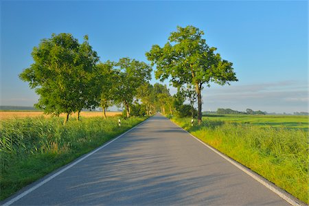 perspektive - Country Road in the Morning, Summer, Toenning, Schleswig-Holstein, Germany Stockbilder - Premium RF Lizenzfrei, Bildnummer: 600-06571072