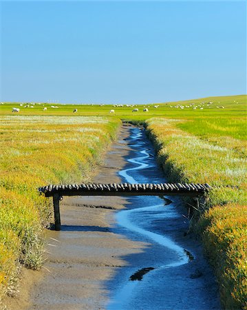 Tide Way with Bridge, Westerheversand, Summer, Westerhever,  Tating, Schleswig-Holstein, Germany Foto de stock - Royalty Free Premium, Número: 600-06571080