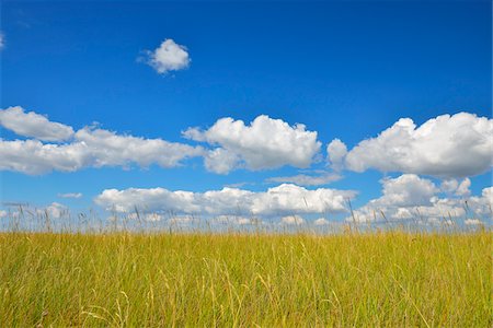 schleswig-holstein - Meadow in the Summer, Westerhever, Tating, Schleswig-Holstein, Germany Photographie de stock - Premium Libres de Droits, Code: 600-06571081