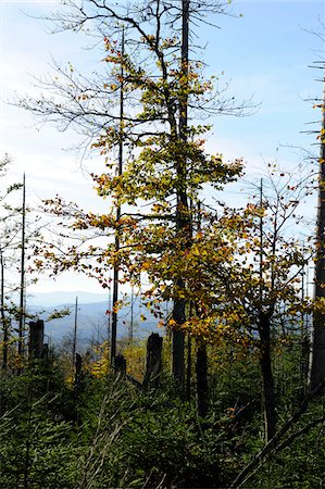 simsearch:600-06571122,k - Landscape of a European Beech or Common Beech (Fagus sylvatica)  in early autumn, Bavaria, Germany. Foto de stock - Sin royalties Premium, Código: 600-06571124