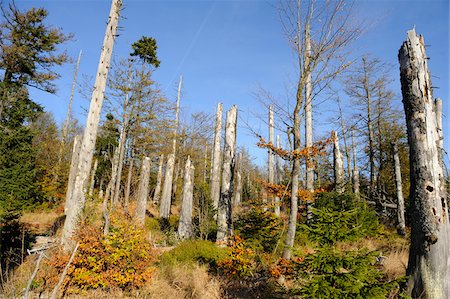 destrucción - Landscape of dead trees fallen by bark beetles in autumn in the Bavarian forest, Bavaria, Germany. Foto de stock - Sin royalties Premium, Código: 600-06571125
