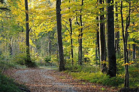 footpath - Landscape of a European Beech or Common Beech (Fagus sylvatica) forest in early autumn, Bavaria, Germany. Stock Photo - Premium Royalty-Free, Code: 600-06571127