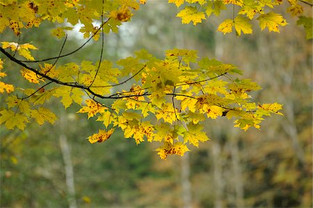simsearch:600-06571122,k - Some acer (Acer campestre) leaves in autumn, Bavaria, Germany. Foto de stock - Sin royalties Premium, Código: 600-06571129