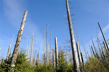 Landscape of dead trees fallen by bark beetles in autumn in the Bavarian forest, Bavaria, Germany. Foto de stock - Sin royalties Premium, Código: 600-06571123