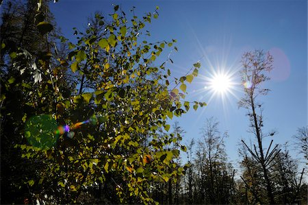 simsearch:600-06571122,k - Landscape of a mixed forest in autumn, Bavaria, Germany. Foto de stock - Sin royalties Premium, Código: 600-06571130