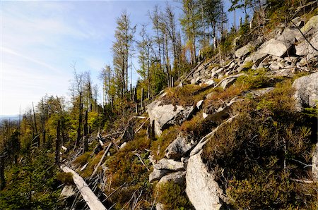 forest bug - Landscape of dead trees fallen by bark beetles in autumn in the Bavarian forest, Bavaria, Germany. Stock Photo - Premium Royalty-Free, Code: 600-06571147