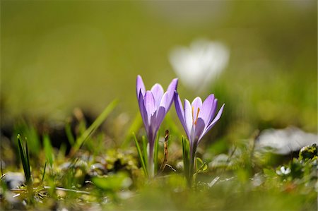 simsearch:600-03720017,k - Spring Crocus or Giant Crocus (Crocus vernus) in the grassland in early spring, Steiermark, Austria. Foto de stock - Sin royalties Premium, Código: 600-06571156