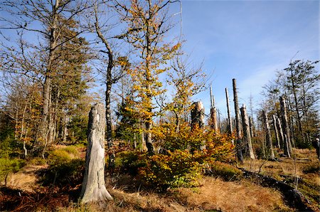 Landscape of dead trees fallen by bark beetles in autumn in the Bavarian forest, Bavaria, Germany. Fotografie stock - Premium Royalty-Free, Codice: 600-06571150