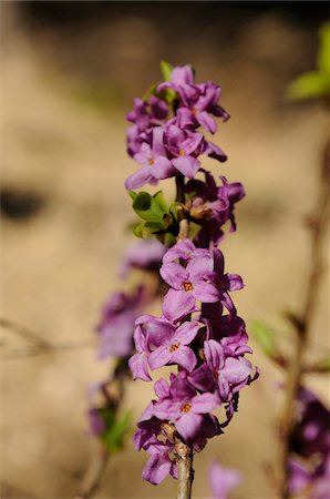 simsearch:600-06620986,k - Mezereon (Daphne mezereum) blossoms in a forest in early spring, Steiermark, Austria. Foto de stock - Sin royalties Premium, Código: 600-06571152