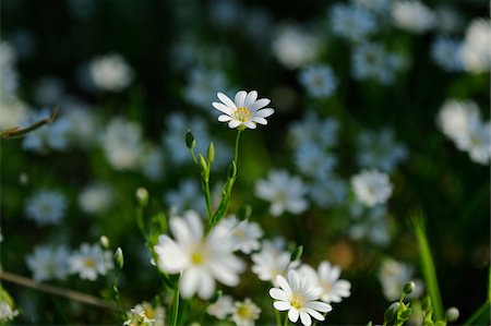 simsearch:600-06626854,k - Close-up of Addersmeat or Greater Stitchwort (Stellaria holostea) in a forest in summer, Upper Palatinate, Bavaria, Germany Stockbilder - Premium RF Lizenzfrei, Bildnummer: 600-06626757