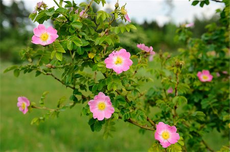 rosa canina - Close-up of dog rose (Rosa canina) in early summer, Upper Palatinate, Bavaria, Germany Photographie de stock - Premium Libres de Droits, Code: 600-06626759