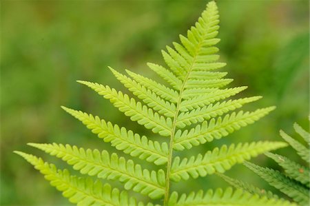 Close-up of male fern (Dryopteris filix-mas) in forest, Upper Palatinate, Bavaria, Germany. Foto de stock - Sin royalties Premium, Código: 600-06626751