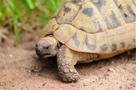 Hermann's tortoise (Testudo hermanni boettgeri) walking around on the floor, Bavaria, Germany. Stockbilder - Premium RF Lizenzfrei, Bildnummer: 600-06626767