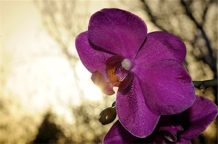 epiphytic orchid - Close-up of Moth Orchid (Phalaenopsis) flowers in a greenhouse, Austria Stock Photo - Premium Royalty-Free, Code: 600-06626761