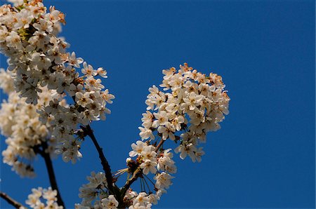 Close-up of cherry (Prunus avium) blossoms in a garden in spring, Bavaria, Germany Stock Photo - Premium Royalty-Free, Code: 600-06626775