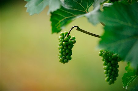 Close-up of green grapes in a field in early autumn, Baden-Wuerttemberg, Germany Photographie de stock - Premium Libres de Droits, Code: 600-06626770