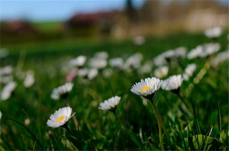 Close-up of common daisy (Bellis perennis) flowers in a meadow in spring, Upper Palatinate, Bavaria, Germany Photographie de stock - Premium Libres de Droits, Code: 600-06626855