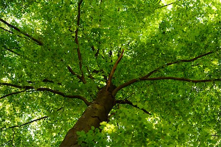 ramo - European Beech or Common Beech (Fagus sylvatica) tree in early summer, Bavaria, Germany. Foto de stock - Sin royalties Premium, Código: 600-06620925