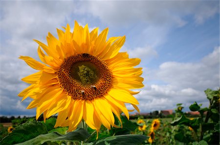 Blossom of a sunflower (Helianthus annuus), Bavaria, Germany. Photographie de stock - Premium Libres de Droits, Code: 600-06620931