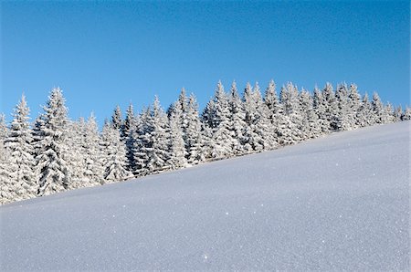 Landscape of Norway Spruce (Picea abies) at a snowy day in winter, Steiermark, Austria. Foto de stock - Sin royalties Premium, Código: 600-06620933