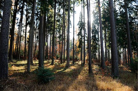 dense places - Landscape of a mixed forest in autumn, Bavaria, Germany. Stock Photo - Premium Royalty-Free, Code: 600-06620964