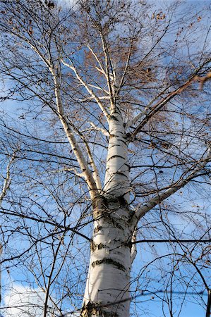 Silver birch (Betula pendula) in late autumn, Bavaria, Germany. Photographie de stock - Premium Libres de Droits, Code: 600-06620965