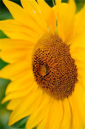 sunflower - Detail of a sunflower blossom (Helianthus annuus), Bavaria, Germany. Foto de stock - Sin royalties Premium, Código: 600-06620977