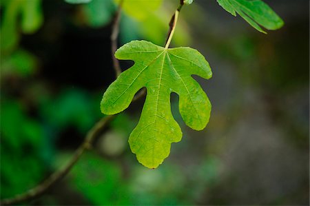 Leaves of a common fig (Ficus carica) in summer, Bavaria, Germany. Stock Photo - Premium Royalty-Free, Code: 600-06620978