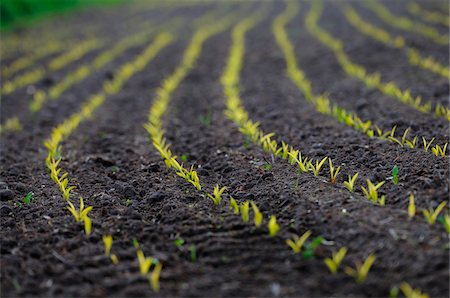 Landscape of a Maize or Corn (Zea mays) field in spring, Upper Palatinate, Bavaria, Germany. Stock Photo - Premium Royalty-Free, Code: 600-06620971