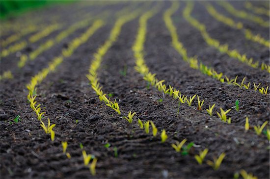 Landscape of a Maize or Corn (Zea mays) field in spring, Upper Palatinate, Bavaria, Germany. Stock Photo - Premium Royalty-Free, Artist: David & Micha Sheldon, Image code: 600-06620971