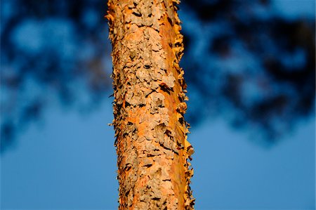 pinus sylvestris - Tree trunk of a Scots Pine (Pinus sylvestris), Bavaria, Germany. Foto de stock - Royalty Free Premium, Número: 600-06620973