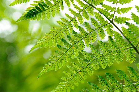 fern leaf - Close-up of male fern (Dryopteris filix-mas) in forest, Upper Palatinate, Bavaria, Germany. Stock Photo - Premium Royalty-Free, Code: 600-06620980