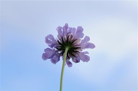 david & micha sheldon - Close-up of Field Scabious (Knautia arvensis) in a meadow in summer, Upper Palatinate, Bavaria, Germany Photographie de stock - Premium Libres de Droits, Code: 600-06620983