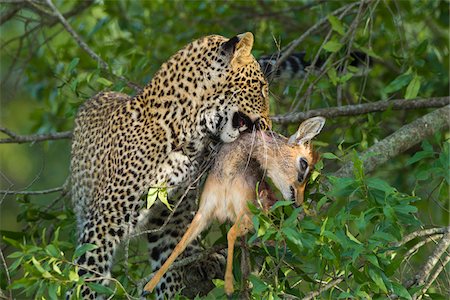 dead cat - Leopard (Panthera pardus) with Dik-dik (Madoqua) Prey in Tree, Maasai Mara National Reserve, Kenya Stock Photo - Premium Royalty-Free, Code: 600-06645558