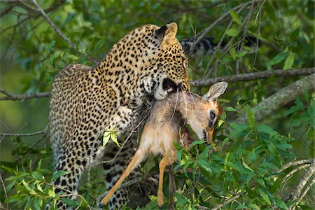 Leopard (Panthera pardus) with Dik-dik (Madoqua) Prey in Tree, Maasai Mara National Reserve, Kenya Foto de stock - Sin royalties Premium, Código: 600-06645558