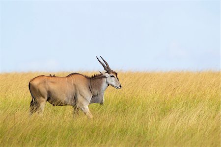 Common Eland (Taurotragus oryx) in Savannah, Maasai Mara National Reserve, Kenya Foto de stock - Sin royalties Premium, Código: 600-06645564