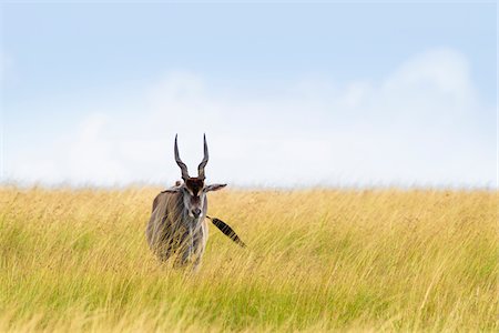 Common Eland (Taurotragus oryx) in Savannah, Maasai Mara National Reserve, Kenya Stock Photo - Premium Royalty-Free, Code: 600-06645565