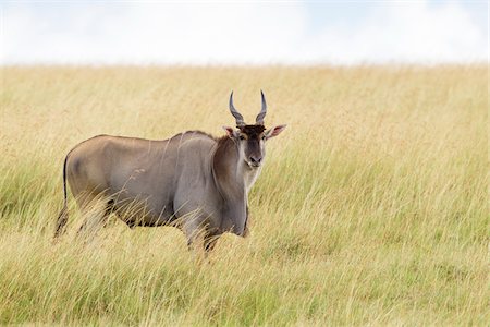 simsearch:6118-07440300,k - Common Eland (Taurotragus oryx) in Savannah, Maasai Mara National Reserve, Kenya Foto de stock - Sin royalties Premium, Código: 600-06645566