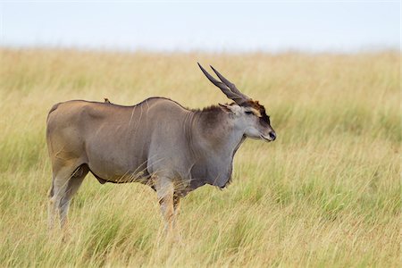 Common Eland (Taurotragus oryx) in Savannah, Maasai Mara National Reserve, Kenya Photographie de stock - Premium Libres de Droits, Code: 600-06645567