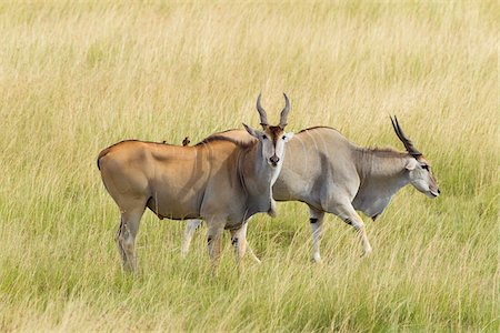 Common Elands (Taurotragus oryx) in Savannah, Maasai Mara National Reserve, Kenya Foto de stock - Sin royalties Premium, Código: 600-06645569