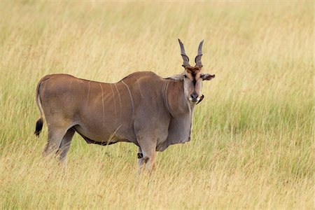 simsearch:6118-07440300,k - Common Eland (Taurotragus oryx) in Savannah, Maasai Mara National Reserve, Kenya Foto de stock - Sin royalties Premium, Código: 600-06645561