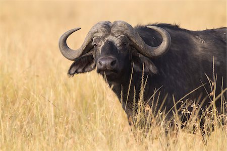 African buffalo (Syncerus caffer) in savanna, Maasai Mara National Reserve, Kenya, Africa. Stock Photo - Premium Royalty-Free, Code: 600-06645835