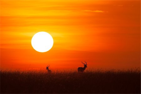 simsearch:649-08565733,k - Two Impala (Aepyceros melampus) silhouetted at sunrise, Maasai Mara National Reserve, Kenya, Africa. Foto de stock - Sin royalties Premium, Código: 600-06645838