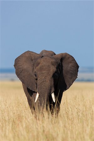 simsearch:600-06669646,k - African Elephant (Loxodonta africana) in Savanna, Maasai Mara National Reserve, Kenya, Africa Foto de stock - Sin royalties Premium, Código: 600-06669624