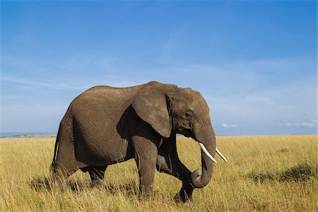 African Bush Elephant (Loxodonta africana) in Savanna, Maasai Mara National Reserve, Kenya, Africa Photographie de stock - Premium Libres de Droits, Code: 600-06669625