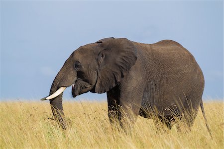 simsearch:6119-07452683,k - African Bush Elephant (Loxodonta africana) in Savanna, Maasai Mara National Reserve, Kenya, Africa Stock Photo - Premium Royalty-Free, Code: 600-06669626