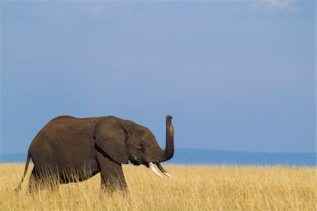 elefantito - African Bush Elephant (Loxodonta africana) Calf with Raised Trunk sniffing the air, Maasai Mara National Reserve, Kenya, Africa Foto de stock - Sin royalties Premium, Código: 600-06669627